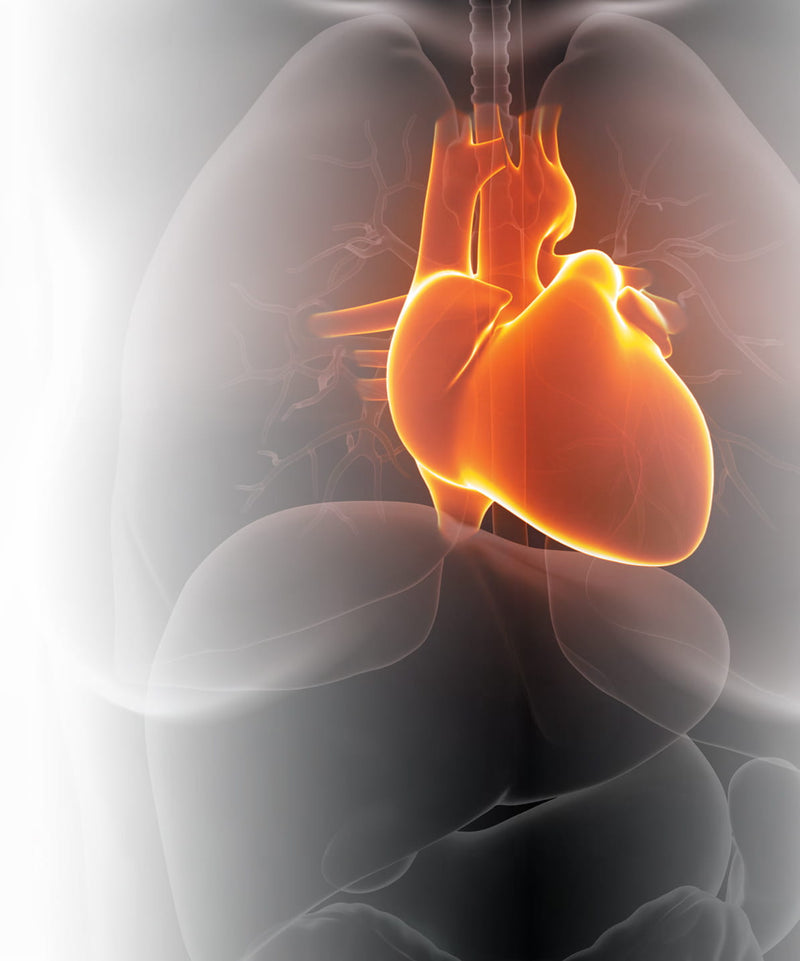 Aparat-EKG-M-TRACE-PC-(Windows,-Android)